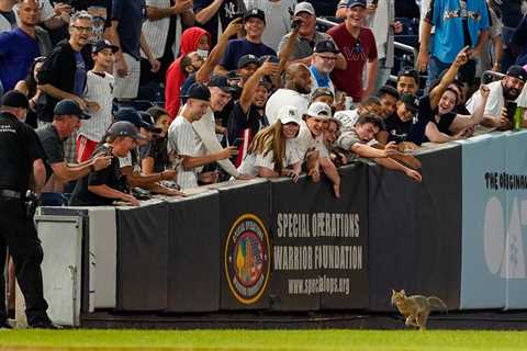 A Cat on the Field. A Mantis on a Hat. Monday Baseball Had It All.