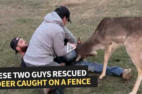 Deer saved from a tangled mess!