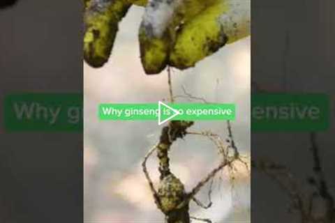 Why wild ginseng costs thousands of dollars