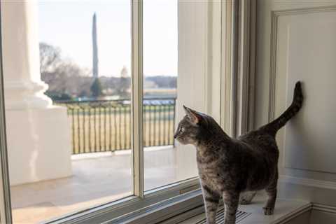 Relax, America: Willow, the White House Cat, Has Arrived