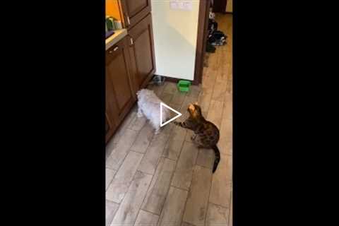 Cat Hilariously Distracts Dog While Eating