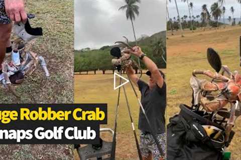 HUGE COCONUT CRAB Snaps Golf Club In Half