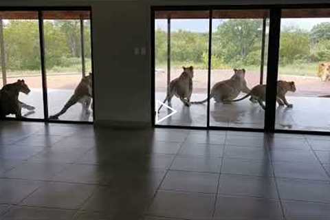 Terrifying Moment South Africa Family Find Pride Of Lions Staring Through Their Front Door