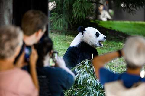 50 Years Later, Some Question Value of U.S.-China ‘Panda Diplomacy’