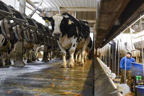 How cow manure from New York is bolstering California's emissions goals