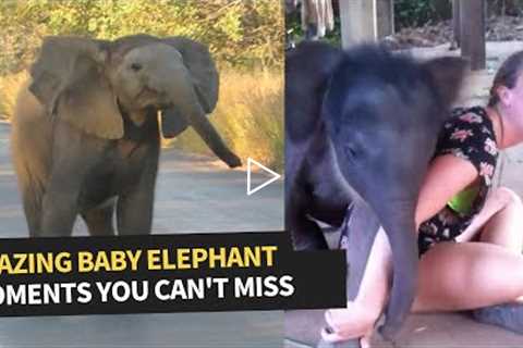 Rare Elephant Sightings Caught on Camera