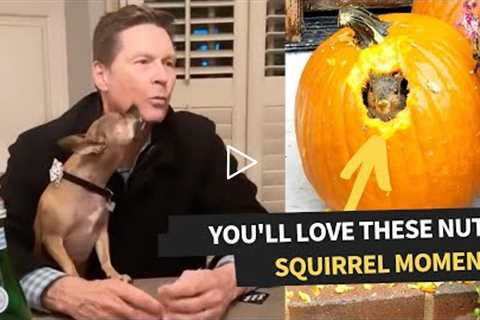 The Best Squirrel Videos Caught On Camera