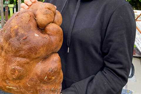 The world’s heaviest potato candidate in New Zealand turns out to be a pumpkin, finds Guinness..