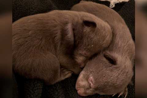 Northern California Man Pleads Guilty to Taking Two Bear Cubs from Their Den