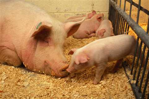 North Carolina should follow California’s lead on hog farming