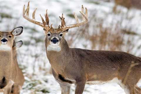 Minnesota Lawmakers Consider Cracking Down on Captive Deer Farms as Chronic Wasting Disease..