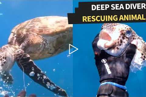 People rescuing animals in the ocean! | Amazing Deep Sea Rescues