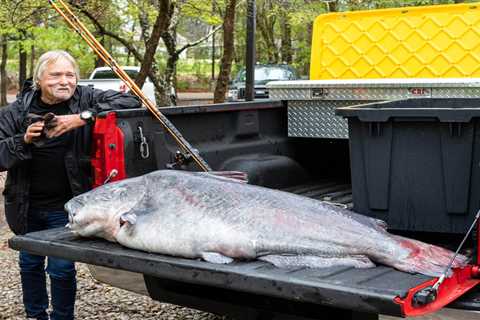 Giant 131-Pound Blue Catfish Shatters Mississippi State Record by 30 Pounds