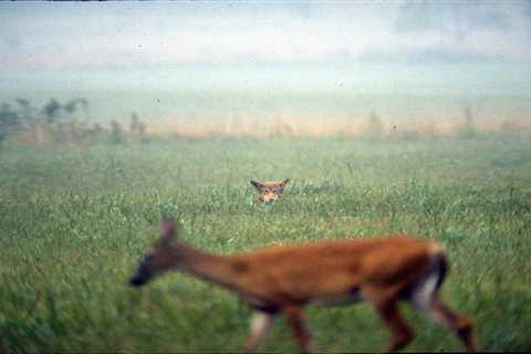 Could Red Wolves Actually Improve Deer Populations and Hunting in the Southeast?