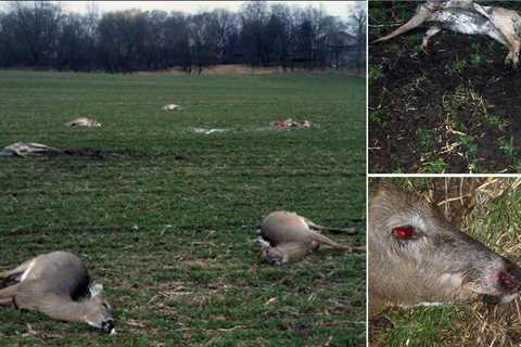 Lightning Strike Kills Herd of Deer, a Wild Story from the OL Archives