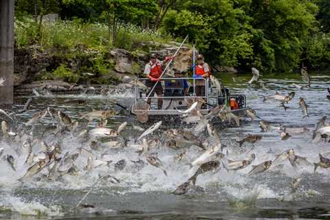 Wisconsin Fish Dealer Convicted of Illegally Selling, Transporting 9,000-Plus Pounds of Invasive..