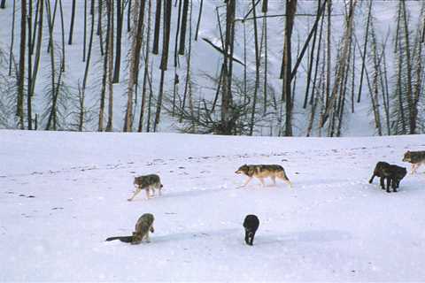 Wyoming’s Gray Wolves Fully Recovered Beyond Original Parameters. NPS Is Still Worried About..