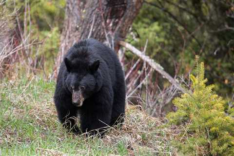 “The Bear Whisperer” Host Charged With Poaching Black Bear in a National Park, Airing the Footage..