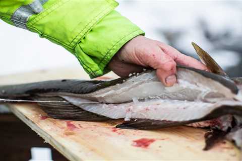 Amid Declines in North American Atlantic Cod, Commercial Fishermen are Turning to Gamefish Species