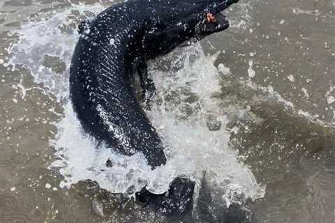 Anglers in Texas Catch Rare Melanistic Alligator Gar