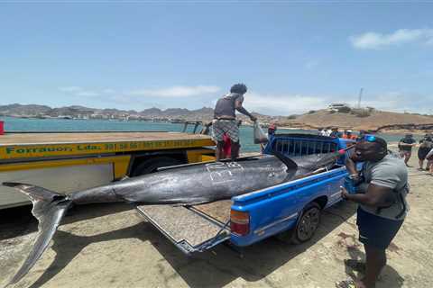 South African Crew Catches Second Biggest Atlantic Blue Marlin Ever