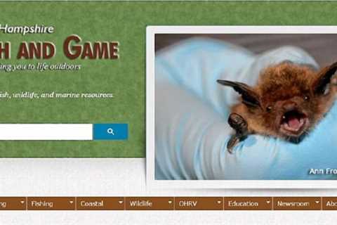 Citizen science hints that N.H. bats may be starting to recover