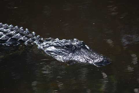 Florida Man Attacked and Killed by an Alligator While Collecting Frisbees in a Public Lake