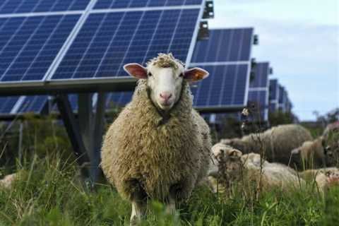 Sheep among the panels: Using solar sites for pastureland