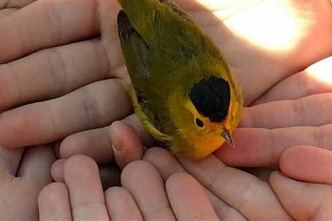 Learning to be a young citizen of science | Western Colorado