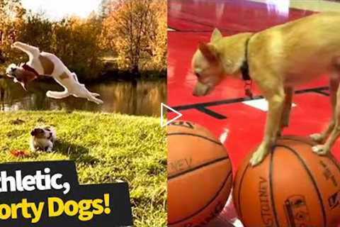 Most Athletic Dog Breeds You Didn't Know Existed