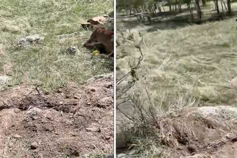 Watch: Colorado Wildlife Officers Haze Problem Mountain Lion by Shooting It with a Bean Bag Round