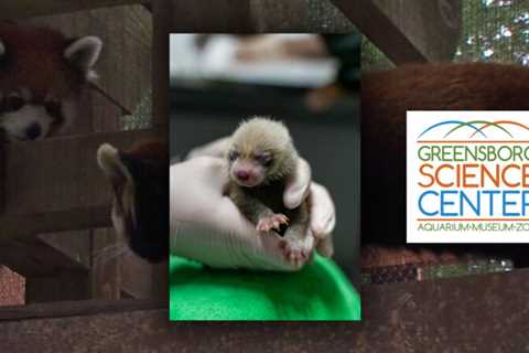 Greensboro Science Center announces birth of baby red panda