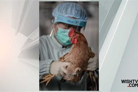 Indiana’s 14th Bird Flu Herd Found in Marion County – WISH-TV |  Indianapolis News |  Indiana..