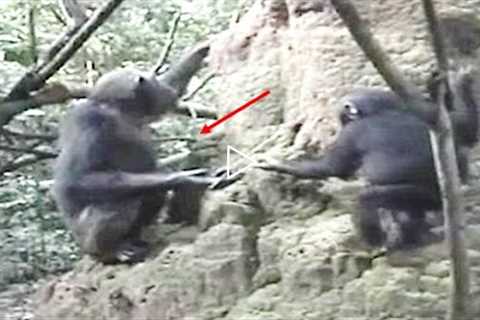 Scientists Have Just Observed Wild Chimpanzees Doing This For The First Time Ever