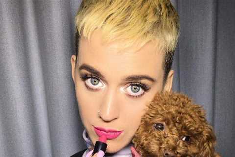 Katy Perry and Orlando Bloom’s pampered pooches |  entertainment