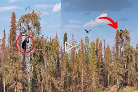 Two eagles try to defend nest as bear climbs up huge tree