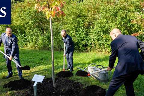 Trees planted in memory of concentration camp victims were destroyed in Germany – •