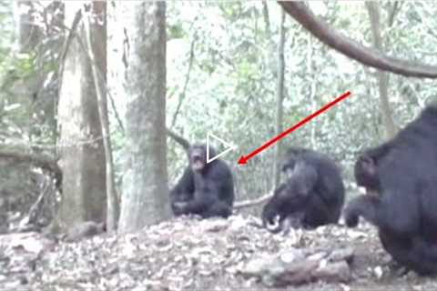 This Wildlife Experts Just Observed This Chimpanzee Society Doing This In The Congo Jungle