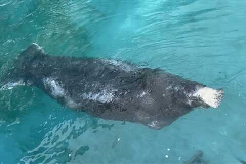 Manatee from SeaWorld San Antonio returns to Florida waters