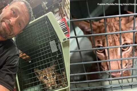 Wild cat spotted in West Islip, Long Island;  Suffolk County captured, receiving care