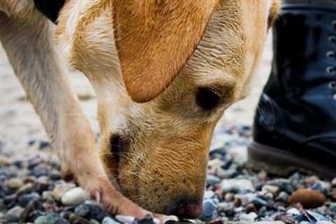 Study Shows Close Link Between Dog Nose And Vision