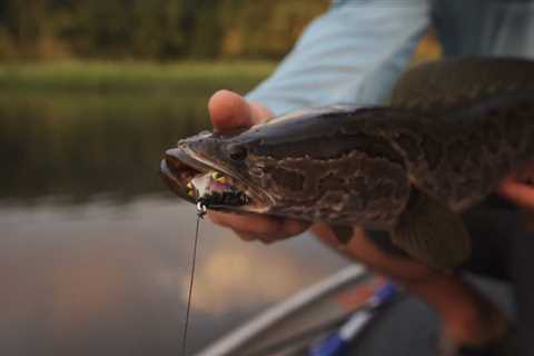 How to Catch Snakeheads