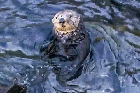 Sea otters could possibly be reintroduced again to San Francisco Bay;  not everybody agrees