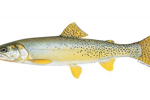 Yellowfin Cutthroat Trout Went Extinct in Colorado 120 Years Ago. But Now Researchers are Hoping to ..