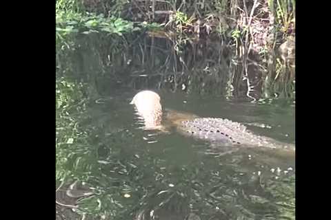 Watch: Alligator Swims Away With Giant Dead Python