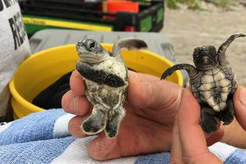 South Florida’s infant sea turtles are threatened by plastic and light contamination