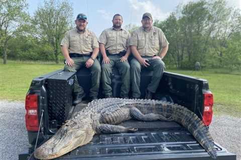 Game Wardens Trapped and Killed an Alligator That Mysteriously Showed Up in Northern Oklahoma