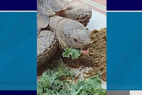 Las Vegas woman asks for public’s help finding missing service tortoise