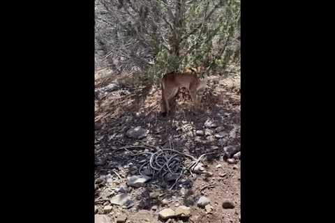 Watch: Mountain Lion Ambushes Hunter in Utah