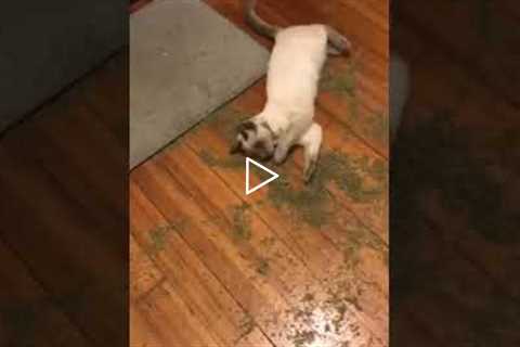 Cat Finds Huge Bag of Catnip